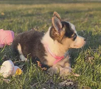 Harper, a female Pembroke Welsh Corgi for sale in Perry, MO – Photo 3 of 10