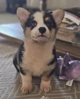 Harper, a female Pembroke Welsh Corgi for sale in Perry, MO – Photo 2 of 10