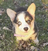 Harper, a female Pembroke Welsh Corgi for sale in Perry, MO – Photo 8 of 10