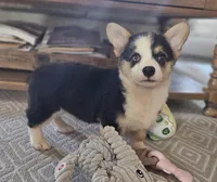 Harper, a female Pembroke Welsh Corgi for sale in Perry, MO – Photo 6 of 10