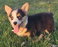 Harper, a female Pembroke Welsh Corgi for sale in Perry, MO – Photo 10 of 10