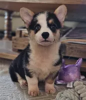 Harper, a female Pembroke Welsh Corgi for sale in Perry, MO – Photo 5 of 10