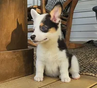 Penny, a female Pembroke Welsh Corgi for sale in Perry, MO – 5 of 8