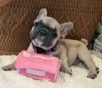 Tatum , a female French Bulldog for sale in Perry, MO – 6 of 10