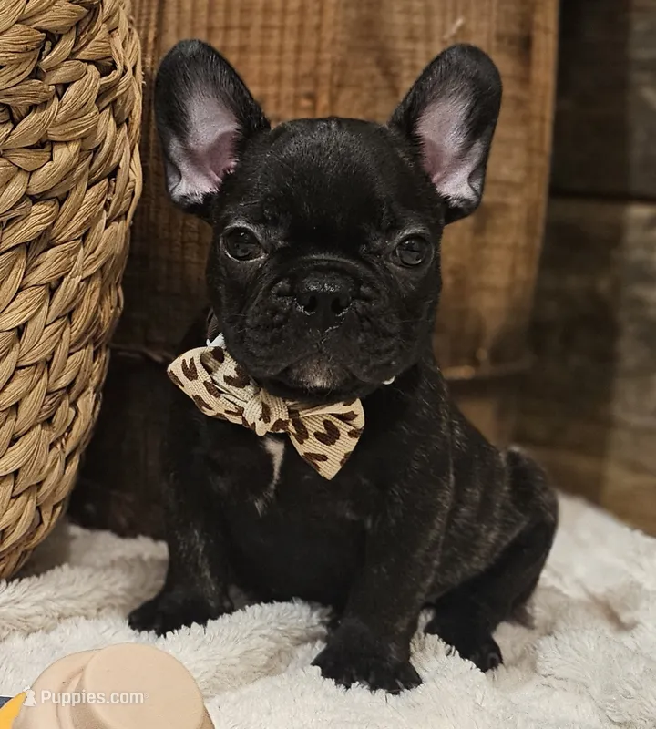 Jack – French Bulldog puppy for sale in Perry, MO