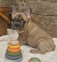 Bo, a male French Bulldog for sale in Perry, MO – 7 of 10