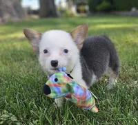Sprout, a male Pembroke Welsh Corgi for sale in Perry, MO – 10 of 10