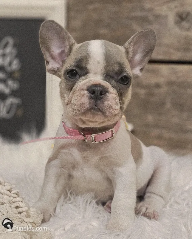 Blossom, a female French Bulldog for sale in Perry, MO – Photo 1 of 10