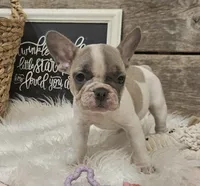 Blossom, a female French Bulldog for sale in Perry, MO – Photo 7 of 10