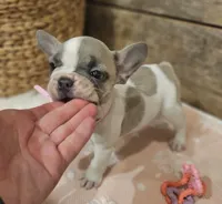 Blossom, a female French Bulldog for sale in Perry, MO – Photo 3 of 10