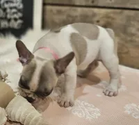 Blossom, a female French Bulldog for sale in Perry, MO – Photo 9 of 10