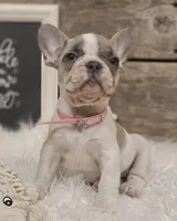 Blossom, a female French Bulldog for sale in Perry, MO – Photo 5 of 10