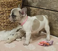 Blossom, a female French Bulldog for sale in Perry, MO – Photo 10 of 10