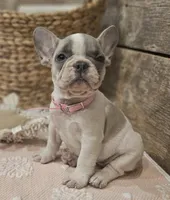 Blossom, a female French Bulldog for sale in Perry, MO – Photo 4 of 10