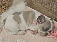 Blossom, a female French Bulldog for sale in Perry, MO – Photo 8 of 10