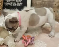 Blossom, a female French Bulldog for sale in Perry, MO – Photo 6 of 10