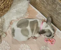 Blossom, a female French Bulldog for sale in Perry, MO – Photo 2 of 10