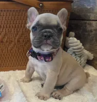 Tatum , a female French Bulldog for sale in Perry, MO – 7 of 10
