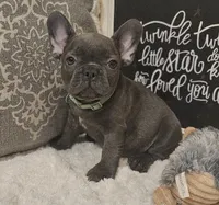 Gizmo, a male French Bulldog for sale in Perry, MO – 8 of 10