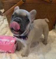 Tatum , a female French Bulldog for sale in Perry, MO – 4 of 10