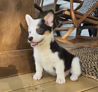 Penny, a female Pembroke Welsh Corgi for sale in Perry, MO – 4 of 8