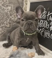 Gizmo, a male French Bulldog for sale in Perry, MO – 5 of 10