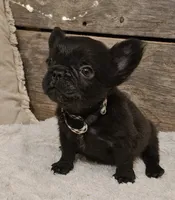 Rocky, a male French Bulldog for sale in Perry, MO – Photo 6 of 10