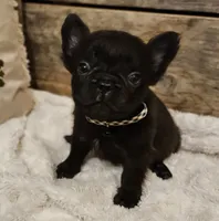 Rocky, a male French Bulldog for sale in Perry, MO – Photo 2 of 10