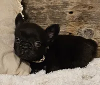 Rocky, a male French Bulldog for sale in Perry, MO – Photo 10 of 10