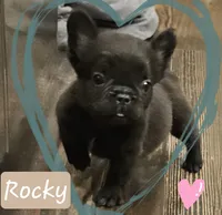 Rocky, a male French Bulldog for sale in Perry, MO – Photo 1 of 10