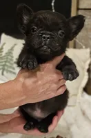 Rocky, a male French Bulldog for sale in Perry, MO – Photo 9 of 10