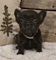 Rocky, a male French Bulldog for sale in Perry, MO – Photo 5 of 10