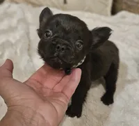 Rocky, a male French Bulldog for sale in Perry, MO – Photo 7 of 10