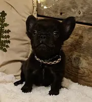 Rocky, a male French Bulldog for sale in Perry, MO – Photo 3 of 10