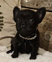 Rocky, a male French Bulldog for sale in Perry, MO – Photo 8 of 10