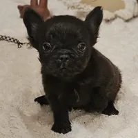 Rocky, a male French Bulldog for sale in Perry, MO – Photo 4 of 10