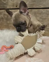 Bailey, a female French Bulldog for sale in Perry, MO – Photo 7 of 9