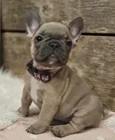 Bailey, a female French Bulldog for sale in Perry, MO – Photo 2 of 9