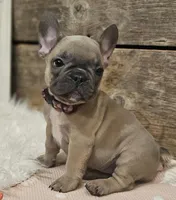 Bailey, a female French Bulldog for sale in Perry, MO – Photo 9 of 9