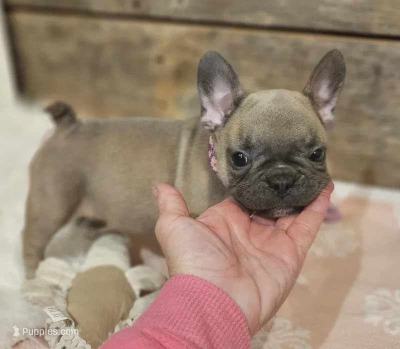 Bailey – French Bulldog puppy for sale in Perry, MO