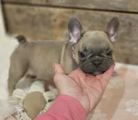 Bailey, a female French Bulldog for sale in Perry, MO – Photo 1 of 9