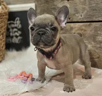 Bailey, a female French Bulldog for sale in Perry, MO – Photo 5 of 9