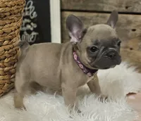 Bailey, a female French Bulldog for sale in Perry, MO – Photo 8 of 9