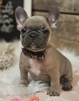 Bailey, a female French Bulldog for sale in Perry, MO – Photo 3 of 9