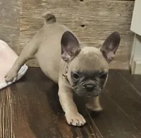 Bailey, a female French Bulldog for sale in Perry, MO – Photo 4 of 9