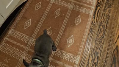 Gizmo, a male French Bulldog for sale in Perry, MO – 10 of 10