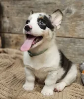 Maverick , a male Pembroke Welsh Corgi for sale in Perry, MO – 5 of 10