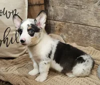 Maverick , a male Pembroke Welsh Corgi for sale in Perry, MO – 7 of 10