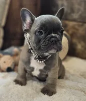 Silas, a male French Bulldog for sale in Perry, MO – 10 of 10