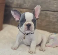 Tinsley, a female French Bulldog for sale in Perry, MO – 4 of 10